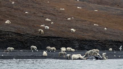 Des ours rassemblés autour de la carcasse d'une baleine échouée sur l'île de Wrangel, à l'est de la Russie, le 19 septembre 2017.&nbsp; (MAX STEPHENSON / AFP)