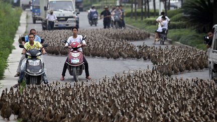 Voil&agrave; ce qu'il se passe lorsque des fermiers d&eacute;cident d'emmener leurs 5 000 canards dans une nouvelle mare &agrave; Taizhou (Chine), le 17 juin 2012. (CHINA DAILY / REUTERS)