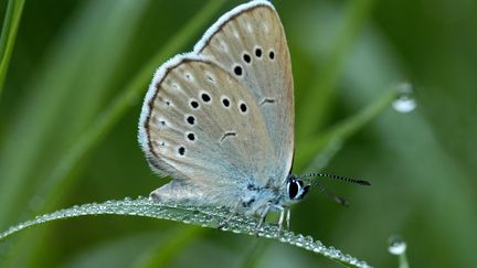 Un papillon The Large Blue, ou Azuré du serpolet. (MICHEL RAUCH / BIOSPHOTO)