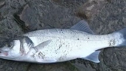 Un trafic de poissons a été démantelé dans le Nord-Pas-de-Calais