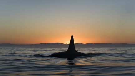 Une orque observée portant son baleineau mort au large de Seattle dans le Pacifique