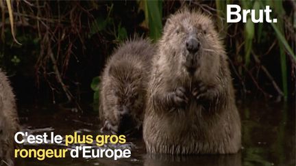 Il n'en restait que quelques dizaines en France. Un siècle après le début des politiques de conservation, des dizaines de milliers de castors ont repeuplé les rivières françaises. Voilà comment.