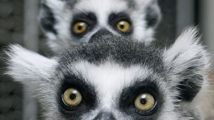 Une m&egrave;re l&eacute;murien et son b&eacute;b&eacute; au zoo de Tokyo en 2009. (YURIKO NAKAO / REUTERS)