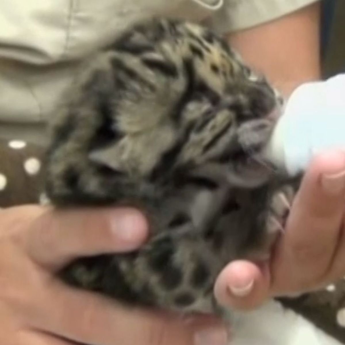 Video Etats Unis Une Panthere Nebuleuse Nait Dans Le Zoo De Tampa