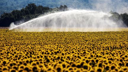 Un champ de tournesols irrigué à Valensole (Alpes-de-Haute-Provence), le 18 février 2019.&nbsp; (NORBERT SCANELLA / ONLY FRANCE / AFP)