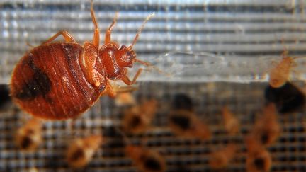 Une punaise de lit. De la taille d'un pépin de raisin, elles se nourrissent de sang et peuvent pondre jusqu'à 500 œufs dans une vie. (JEWEL SAMAD / AFP)