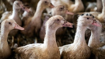 Des canards d'élevage, le 28 novembre 2021 à Sarrant (Gers). (LIONEL BONAVENTURE / AFP)