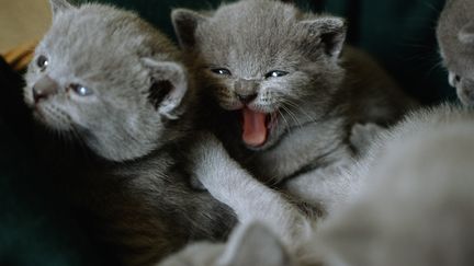 Des chatons abandonnés sauvés in extremis par des gendarmes