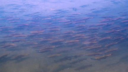 Des saumons sockeye dans les eaux de l'Amérique du nord. (AFP PHOTO/USFWS)