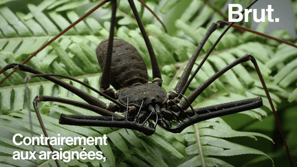 Elles ont un air terrifiant, mais ces cousines du scorpion et de l'araignée sont inoffensives pour l'homme. Voici les phrynes.