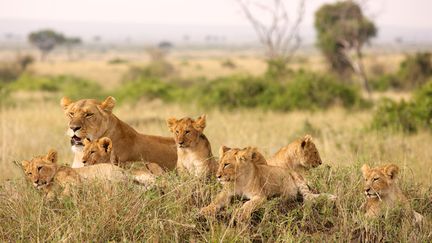 &nbsp; (Lions dans la savane © Fotolia)