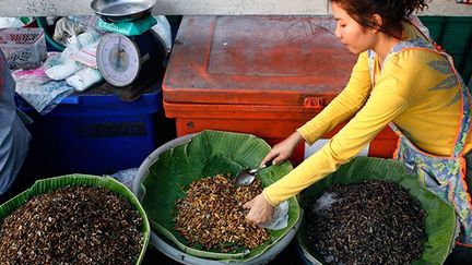 En Thaïlande, les habitants trouvent les insectes délicieux. Trois quarts des gens les mangent par plaisir, et non par nécessité.
 
Plus de 150 espèces sont dégustées par les habitants du nord-est, où ils sont consommés depuis toujours.
Mais selon les régions, les pratiques culturelles ou religieuses, les insectes ne seront pas les mêmes. (AFP PHOTO / Pornchai KITTIWONGSAKUL)