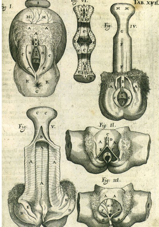 En 1600, une première illsutration du clitoris est publiée. (JEAN-CLAUDE PIQUARD)