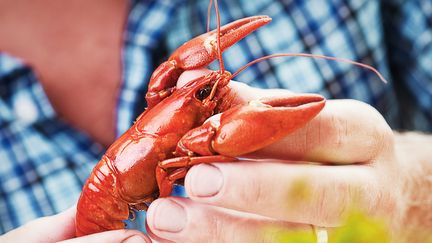 Un des clients a tent&eacute; d'expliquer aux deux Allemands que, remis &agrave; la mer, les animaux risquaient de ne pas survivre ou d'&ecirc;tre rep&ecirc;ch&eacute;s. (GETTY IMAGES / VETTA)