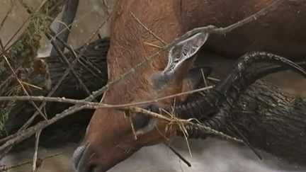 Capture d'&eacute;cran montrant un impala m&acirc;le emport&eacute; par les eaux, le 30 novembre 2014 dans la r&eacute;serve africaine de Sigean (Aude).&nbsp; ( FRANCE 3)