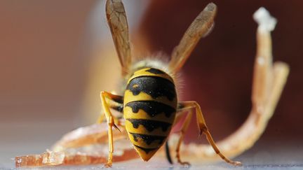 Attention aux guêpes, très nombreuses en cet été 2020 (photo d'illustration). (SOEREN STACHE / DPA)