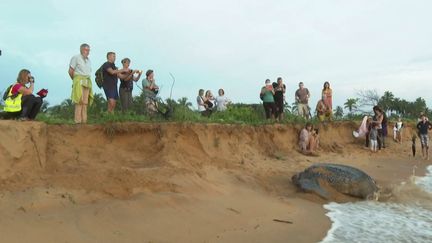 Biodiversité : WWF alerte sur les espèces en voie de disparition (FRANCE 3)