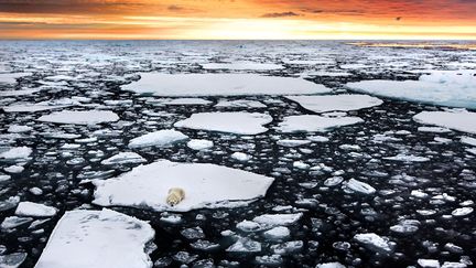 Un ours polaire est coinc&eacute; sur un morceau de glace &agrave; la d&eacute;rive au large de la Norv&egrave;ge, le 9 d&eacute;cembre 2014. L'animal a finalement r&eacute;ussi &agrave; rejoindre la banquise. (CATERS NEWS AGENCY / SIPA)