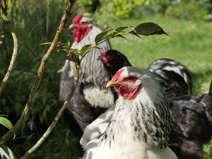 Poule brahma. (ISABELLE MORAND / RADIO FRANCE)