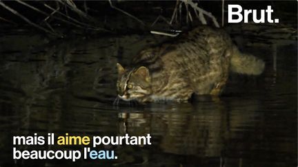 Un chat qui aime l'eau : impossible ? Pourtant le chat viverrin en a fait son terrain de chasse...