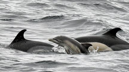 Environnment : dans le golfe de Gascogne, le mois sans pêche protège réellement les dauphins des captures accidentelles