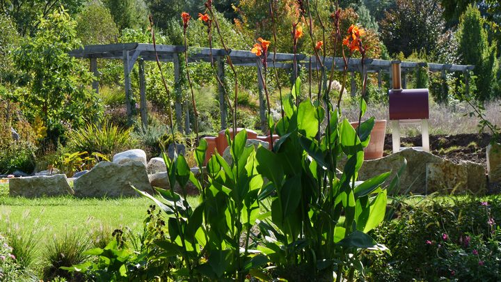 Le feuillage des cannas est toujours spectaculaire en fin d'été (Jardin du Mas des Béalières).&nbsp; (ISABELLE MORAND / RADIO FRANCE / FRANCE INFO)