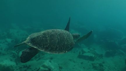 Martinique : ces espèces animales qui pourraient disparaître