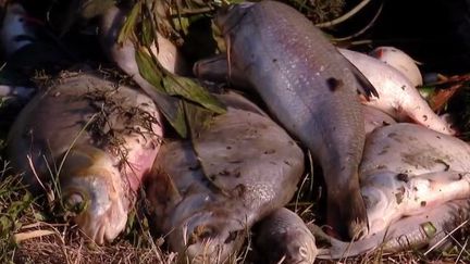 La fédération de pêche des Ardennes porte plainte contre le groupe Nestlé. Le week-end dernier, plusieurs milliers de poissons sont morts après une pollution de la rivière de l'Aisne. (FRANCE 3)