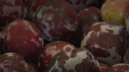 L'Occitanie est la première région productrice de prunes en France, avec 62 000 tonnes chaque année. La récolte vient de débuter dans les vergers. (FRANCE 3)