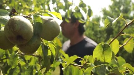 Agriculture : face à la sécheresse, les maraîchers s'essayent à de nouvelles méthodes (FRANCEINFO)