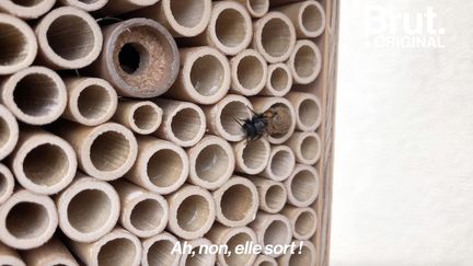 Adopter des abeilles sauvages, c'est ce qu'a fait cette famille dans son jardin. Et voilà comment ça marche.