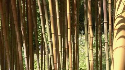 Tourisme : une forêt de bambous dans les Cévennes