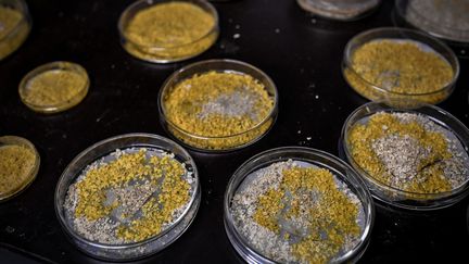 Des boîtes de Petri contiennent du&nbsp;Physarum Polycephalum, du "Blob". (STEPHANE DE SAKUTIN / AFP)