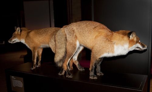 Les renards, après l&#039;accouplement, restent collés l&#039;un à l&#039;autre pendant plus d&#039;une heure
 (Sexual Nature / London&#039;s Natural History Museum )