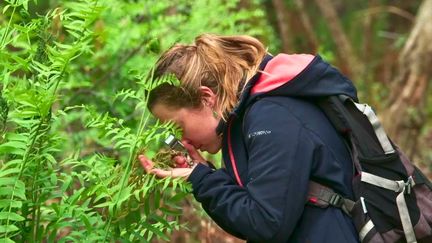 Les scientifiques observent la renaissance de la faune et de la flore sur des terres ravagées par les mégafeux. (Antipode - France Télévisions)