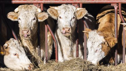 Le manque de fourrage impacte la production de lait en France. Photo d'illustration. (VINCENT ISORE / MAXPPP)