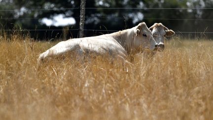 Un élevage de bovins près de Lussat (Creuse), le 20 juillet 2019. (GEORGES GOBET / AFP)