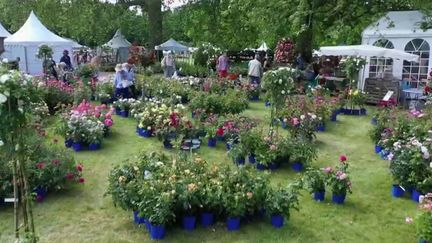 Oise : les passionnés de roses se retrouvent au Domaine de Chaalis