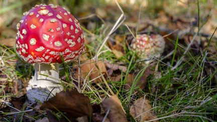 Champignon amanite tue-mouches. (Jean-Marc Quinet/BELPRESS/MAXPPP)