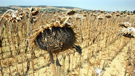 Cette canicule exceptionnelle par sa durée et son intensité rappelle celle de l'été 1947 et la sécheresse de 1976.
 
C’est l’été le plus chaud des 500 dernières années en Europe.
 
Le nombre de morts s’élève à 70.000, classant l’Italie et la France dans le peloton de tête avec 20.000 décès dans chaque pays, majoritairement des personnes âgées.
 
Les conséquences économiques entraînent une crise politique en France.
 
Pour le Giec, cet été-là pourrait devenir un été moyen dès la moitié du 21e siècle. (Reuters/ Jean Philippe Arles)