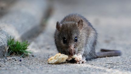 Un rat près du pont Neuf, à Paris, le 1er août 2017. (CHRISTIAN HARTMANN / REUTERS)