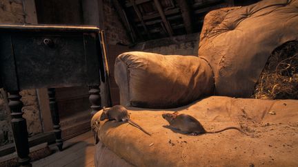 Une maison avec des souris en France (photo d'illustration). (CYRIL RUOSO / BIOSPHOTO / AFP)