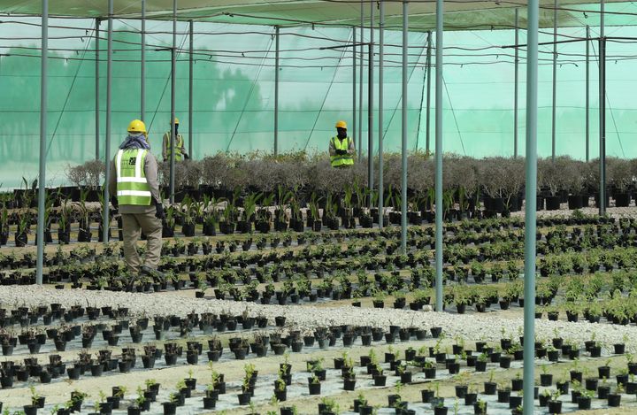 Des employés travaillent dans la pépinière créée pour la Coupe du monde 2022, le 22 février 2018, à une heure environ de Doha (Qatar). (KARIM JAAFAR / AFP)