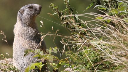 Une marmotte dans la vallée des Merveilles, dans les Alpes, le 7 septembre 2016 (photo d'illustration). (SYLVESTRE / MAXPPP)