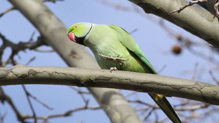  (Les perruches à collier se sont installées dans les parcs parisiens)