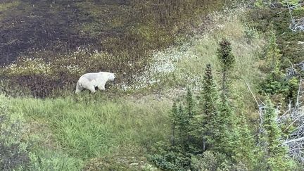 Un ours au Manitoba, au Canada, le 28 juillet 2019. (AFP PHOTO /ROYAL CANADIAN MOUNTED POLICE(RCMP)MANITOBA/HANDOUT)