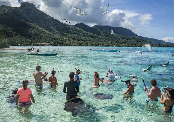 A Moorea, le nourrissage des raies est, en théorie, réglementé.
 (Géo Olivier Touron / Divergence-Images.com)