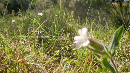 &nbsp; (Il n’existe pas de mauvaises herbes mas seulement des plantes dont on ne connaît pas encore l’utilité © RF)