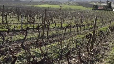 Assurance récolte : des agriculteurs bientôt mieux protégés face au gel et à la grêle ?&nbsp;&nbsp; (FRANCE 2)