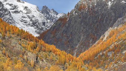 L'Ailefroide Occidentale, qui culmine à plus de 3 900 mètres d'altitude à cheval entre l'Isère et les Hautes-Alpes. (W. PATTYN / BLICKWINKEL)